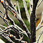 Snow Covered Willow Tree with 48 Lights - 4 Feet Tall