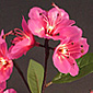 Lighted Pink Azalia 72 Bulb -  3 Stems Electric - 39 Inch