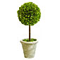Boxwood Topiary 12 Inch Tall - Preserved