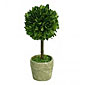 Boxwood Topiary - Mini 6 Inch Tall Preserved