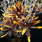 Amber and Brown Flora Foam Flower  - 43 Inch 5 Flowers