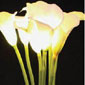 Lighted Calla Lily White 8 Stems - 20 Inch