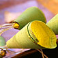 Natural Mini Cone - 20 Led String Lights Green Battery Operated