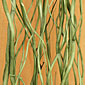 Natural Curly Willow - Basil