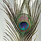 Feather Peacock Tail Natural 35 Inch