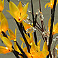 Battery Operated Yellow Forsythia 60 LED 20 Inch -  Timer