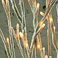 Battery Operated White Glitter Branch 60 Bulbs 39 Inch - Timer