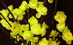 Battery Operated LED Green Plum 60 Bulb - 20 Inches