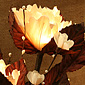 Natural Elements Lotus