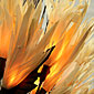 Natural Elements Flame Flowers