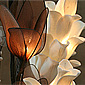 Natural Elements Thai Lotus