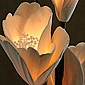 Natural Elements Large Magnolia Flowers