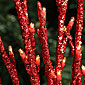 Lighted Red Glitter Branch -3 Stems 96 Bulbs Electric - 39 Inch