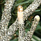 Silver Glitter Twig Garland  - 96 Lights 6 Feet