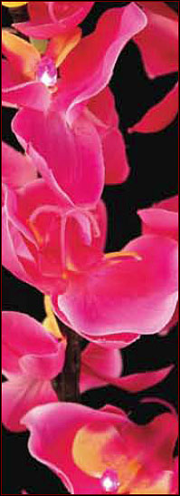Lighted Pink Orchid With 16 Lights - 2 Branches - 33 Inches