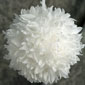 Kissing Pomander Balls - 6 Inch  White with Organza Ribbon