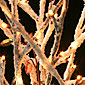 Lighted White Snowy Branch with Flocking - 96 Bulbs 39 Inches