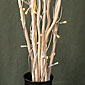 Battery Operated Natural Twig Branch - 50 LED's - 4 Feet