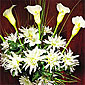 Lighted Calla Lily White 8 Stems - 20 Inch