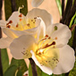 Lighted White Azalia 72 Bulb -  3 Stems Electric - 39 Inch
