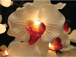 Lighted White Orchid With 16 Lights - 2 Branches - 33 Inches