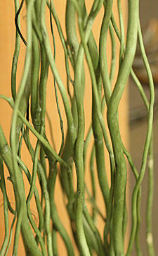 Natural Curly Willow - Basil